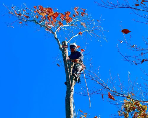 Jtree Service